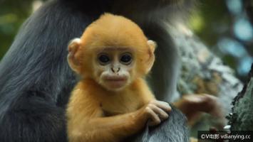 [CCTV]《大山的精灵》全4集 超清在线点播 720P/MKV 百度云网盘下载