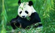[CCTV9]《大熊猫》[纪录片] [全1集48分钟] 高清1080P百度网盘
