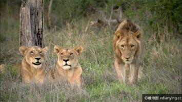 [动物世界]《南非：狮王之路》1080P/MKV BT磁力迅雷下载