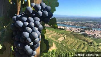 [BBC]《西拉葡萄酒秘史》探寻西拉葡萄酒的历史 720P/MP4 百度云网盘下载
