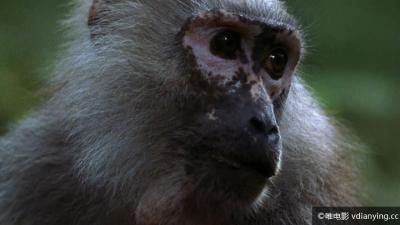 [Discovery]《狂野亚洲》系列 全9集 中文字幕 720P/BlueRay/MKV 百度云网盘