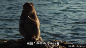 [国家地理]《野性泰国》全3集 1080P/MKV/2.85G 中文字幕 BT种子磁力