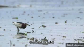 [CCTV]《野性深圳》全5集 1080P/TS/720P/MKV/3.6G 国语中字 百度网盘