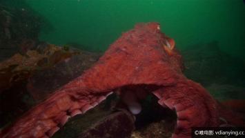 [PBS]《遭遇海怪》高清720P/MKV/3.34G 英语无字幕 BT磁力