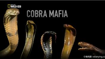 [国家地理]《黑手党眼镜蛇》1080i/TS/3.63G 中文字幕 百度网盘 内容可能引起不适，请选择观看