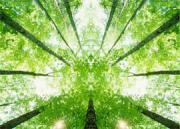 公益广告《森林伴随生活点滴》黄渤倾力为可持续发展代言