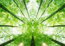 公益广告《森林伴随生活点滴》黄渤倾力为可持续发展代言