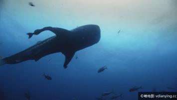 [自然地理]《海洋王国》Kingdom of the Oceans 全4集 1080P/720P/MKV 中文字幕 百度网盘 迅雷BT