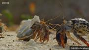 [BBC]自然《神奇小兽在哪里》720P/MP4 外挂英文字幕 百度网盘