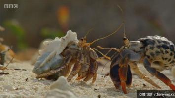 [BBC]自然《神奇小兽在哪里》720P/MP4 外挂英文字幕 百度网盘