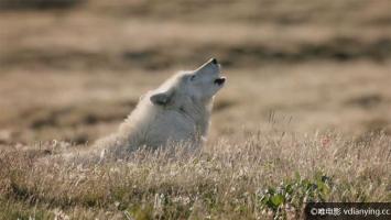 [CBC]事物的本质《白狼：北极幽灵》720P/MP4 英语无字 百度网盘