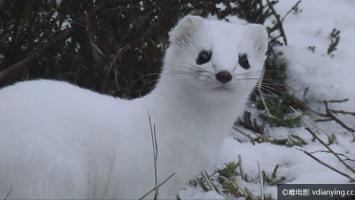 [自然]《花园狂野》Garden Wild 1080P/MP4/2.78G 英字 百度网盘 美丽欧洲花园纪实