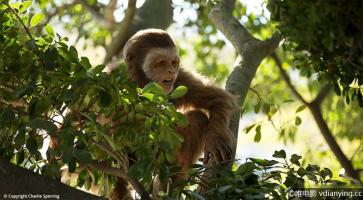 [纪录片]《Nilaya：史上第一个人》HD1080P/MP4/2.24G 在线点播 百度网盘电驴下载