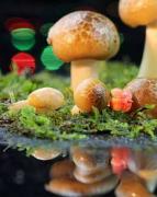 央视5集探索纪录片《微观世界》全集超清在线点播 1080P/720P 百度网盘 迅雷下载