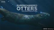 [BBC]自然世界《超能水獭》全1集 720P/MP4/1016MB 外挂字幕 百度网盘