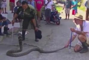 纪录短片《捕蛇者保护世界最毒的蛇》视频在线播放