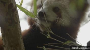 [ORF]《小熊猫：世界最萌》全1集 720P/MP4/884M 英文字幕 百度网盘下载