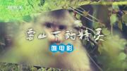 CCTV10探索发现《雪山下的精灵》1080P/TS/2.72G 百度网盘下载