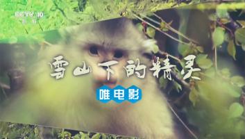 CCTV10探索发现《雪山下的精灵》1080P/TS/2.72G 百度网盘下载