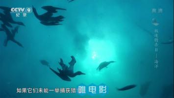 央视纪录片《极速猎杀》第二季 全3集 高清720P/MKV 百度网盘下载