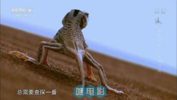 央视纪录片《极速猎杀》第一季全3集 高清720P/MP4 百度网盘下载