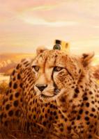 关于新增部分资源付费下载的说明！