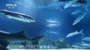 [CCTV]《生死洄游》自然纪录片全1集 720P/MP4/WEB 在线点播 网盘下载