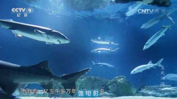 [CCTV]《生死洄游》自然纪录片全1集 720P/MP4/WEB 在线点播 网盘下载
