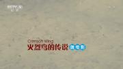 央视纪录电影《火烈鸟传说》超清1080P/TS录制 百度网盘下载