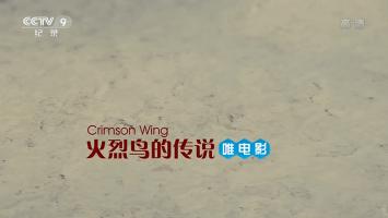 央视纪录电影《火烈鸟传说》超清1080P/TS录制 百度网盘下载