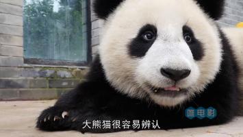 单集纪录片《熊猫宝宝》英语内嵌中文字幕 1080P 百度网盘下载