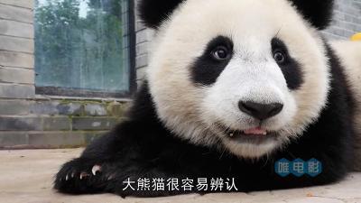 单集纪录片《熊猫宝宝》英语内嵌中文字幕 1080P 百度网盘下载