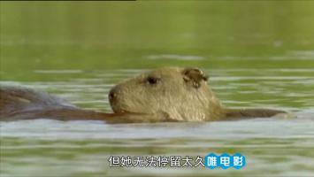 [BBC]《亚马逊深渊》全5集 高清720P中文字幕 百度网盘/微云下载