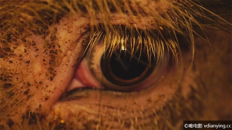 《统治 Dominion(2018)》