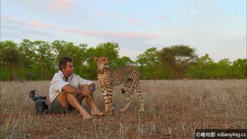 [探索频道]《与猎豹同行(2013)》超清1080P重制版 英语内嵌中文字幕 百度网盘下载