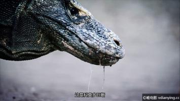 [BBC]《致命之吻 – 科莫多巨蜥》英语内嵌中文字幕 1080P/MP4压制