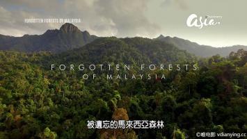 [探索频道]《被遗忘的马来西亚森林》全1集 英语内嵌中文字幕 1080P/MP4压制