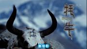 [CCTV]《牦牛》全1集 高清1080P/MP4 网盘/BT