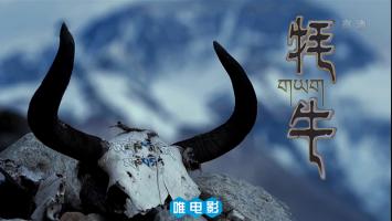 [CCTV]《牦牛》全1集 高清1080P/MP4 网盘/BT