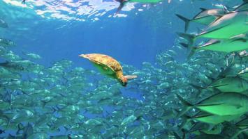 BBC |《海洋：我们的蓝色星球》1080P蓝光压制