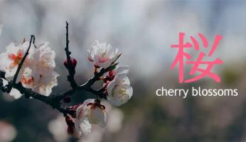 4K | 日本河津桜 2160P高画质