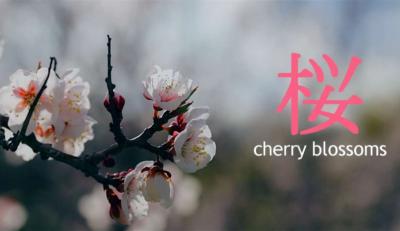 4K | 日本河津桜 2160P高画质