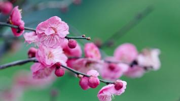 V视 | 太湖之滨“香雪村” 美景延续了三百多年