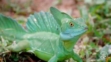 4K | 哥斯达黎加 60fps HDR