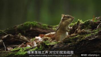 德国 |《松鼠传奇世界》全1集 高清1080P 内嵌中文字幕