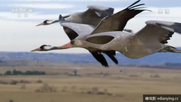 央视 |《空中生灵》全3集 超清1080P